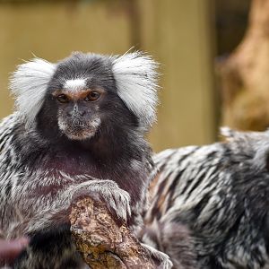 Common Marmosets