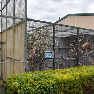 Masked Lovebird/Chukar aviary