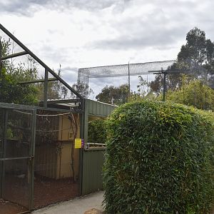 Common Marmoset enclosure
