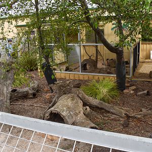 Meerkat/Cape Porcupine enclosure