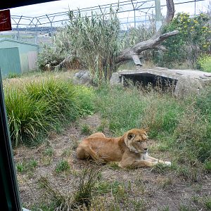Lion enclosure