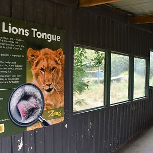 Lion enclosure