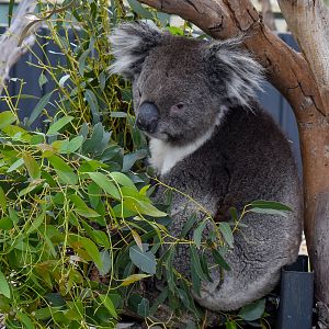 Southern Koala