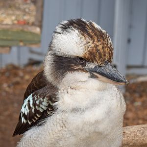 Laughing Kookaburra