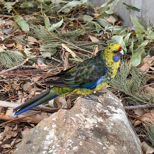 Green Rosella