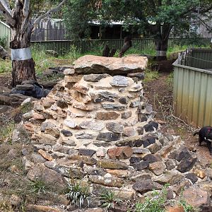 Tasmanian Devil enclosure
