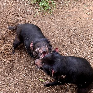Squabbling Tasmanian Devils