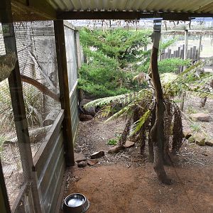 Tiger Quoll enclosure