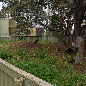 Tasmanian Devil enclosure