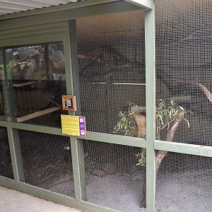 Ringtail Possum enclosure