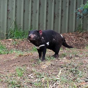 Tasmanian Devil