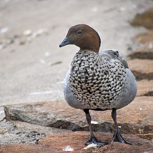 Australian Wood-Duck