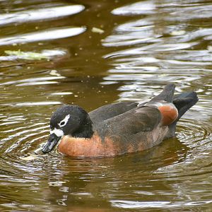 Australian Shelduck