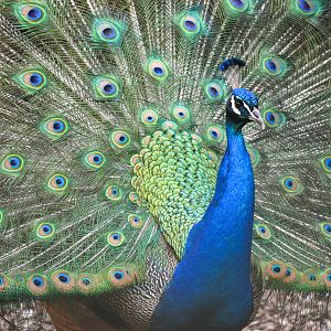 Indian Peafowl