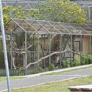 Blue and Gold Macaw/Pheasant Aviary