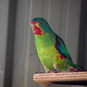 Swift Parrot