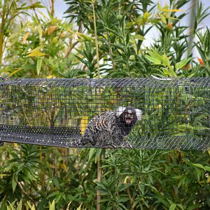 Common Marmoset in aerial pathway