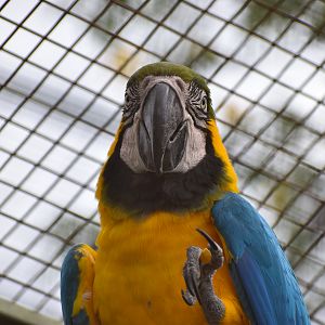 Blue and Gold Macaw