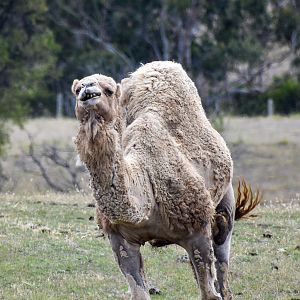 Dromedary