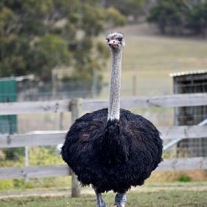 Ostrich