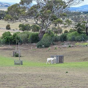 Macropod/Deer Walkthrough