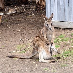 Eastern Grey Kangaroo