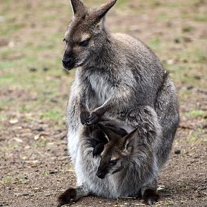 Bennett's Wallaby