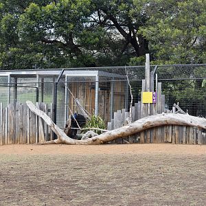 Cassowary/Tasmanian Pademelon enclosure