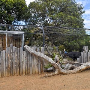 Cassowary/Tasmanian Pademelon enclosure