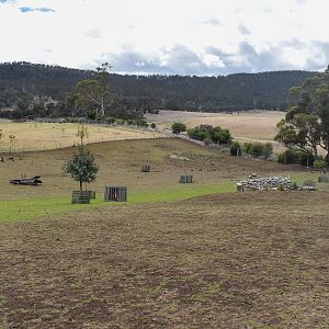 Macropod/Deer Walkthrough