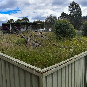 Tasmanian Devil enclosure