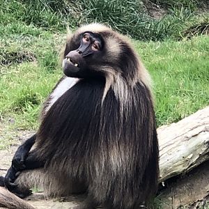 Theropithecus gelada (Gelada)