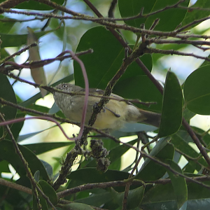 Mountain Thornbill (Acanthiza katherina)