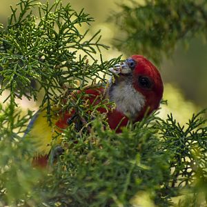 Tasmanian Eastern Rosella