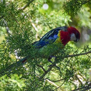 Tasmanian Eastern Rosella