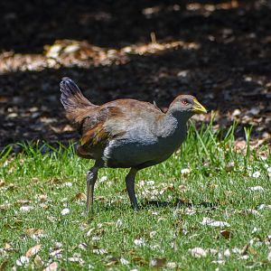 Tasmanian Native-Hen
