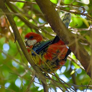 Tasmanian Eastern Rosella