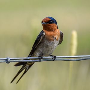 Welcome Swallow