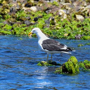 Kelp Gull