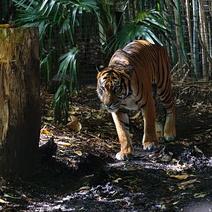 Sumatran Tiger