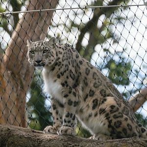 Snow Leopard
