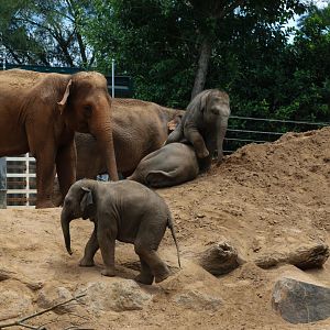 Mali (?) and the three calves
