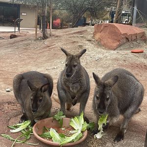 Bennett's Wallaby