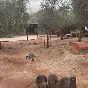Bennett's Wallabies and Yellow Footed Rock Wallaby