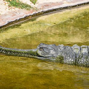 Gharial
