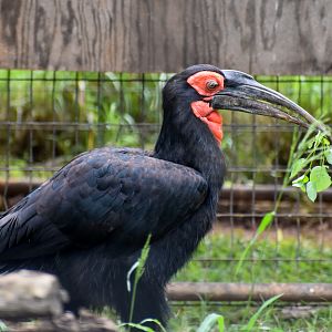 Southern Ground-Hornbill