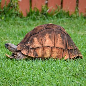Ploughshare Tortoise