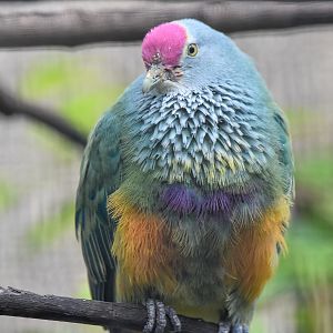 Mariana Fruit-Dove