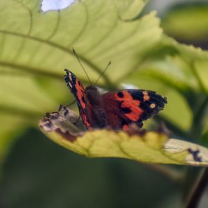 Kamehameha Butterfly