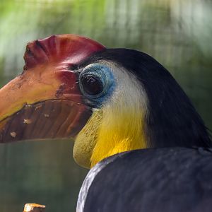 My First Hornbill!